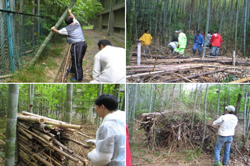 竹切り作業写真１４